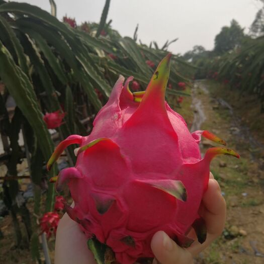 厦门 玫瑰红心火龙果 有机果园益生菌培育新品种 甜度高