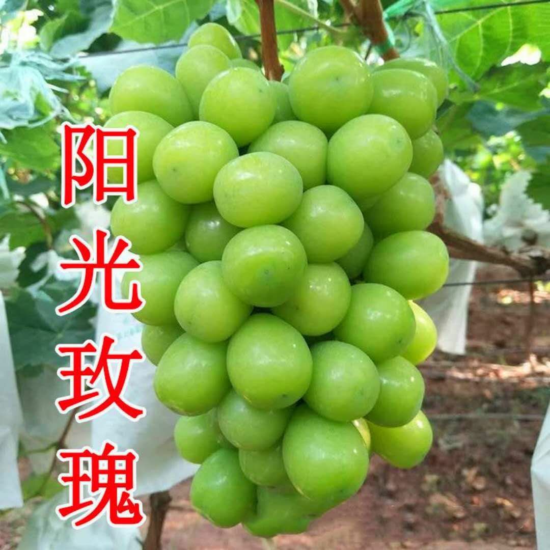  阳光玫瑰葡萄苗。基地直销。包品种。包成活。