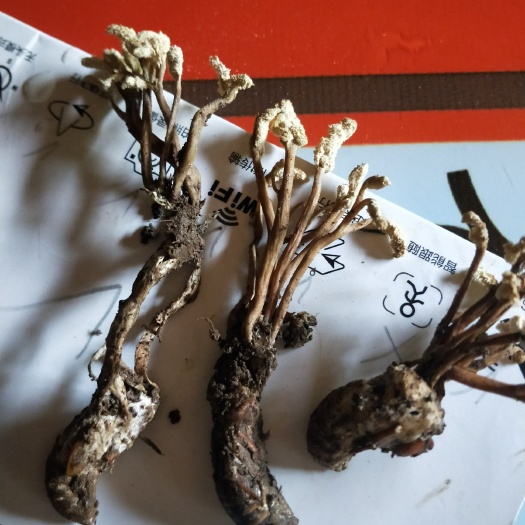 绥江县 云南金蝉花