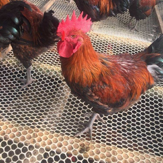 昆明 血毛土鸡苗，诚信经营，假一赔十，疫苗包打，包活到家，包活到