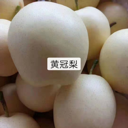 魏县皇冠梨 ，纸袋皇冠梨，膜袋皇冠梨新梨七号，交通便利，