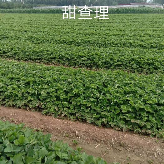 顺平县红颜草莓苗 10公分以下 地栽苗