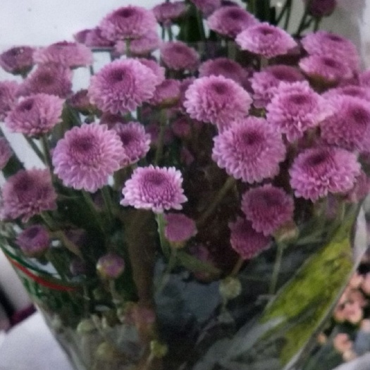昆明 小雏菊乒乓球菊菊花昆明直发