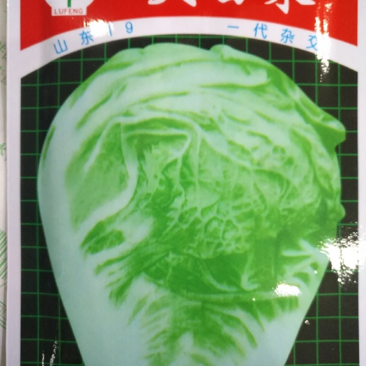 赫章县大白菜种子 杂交种 ≥85%