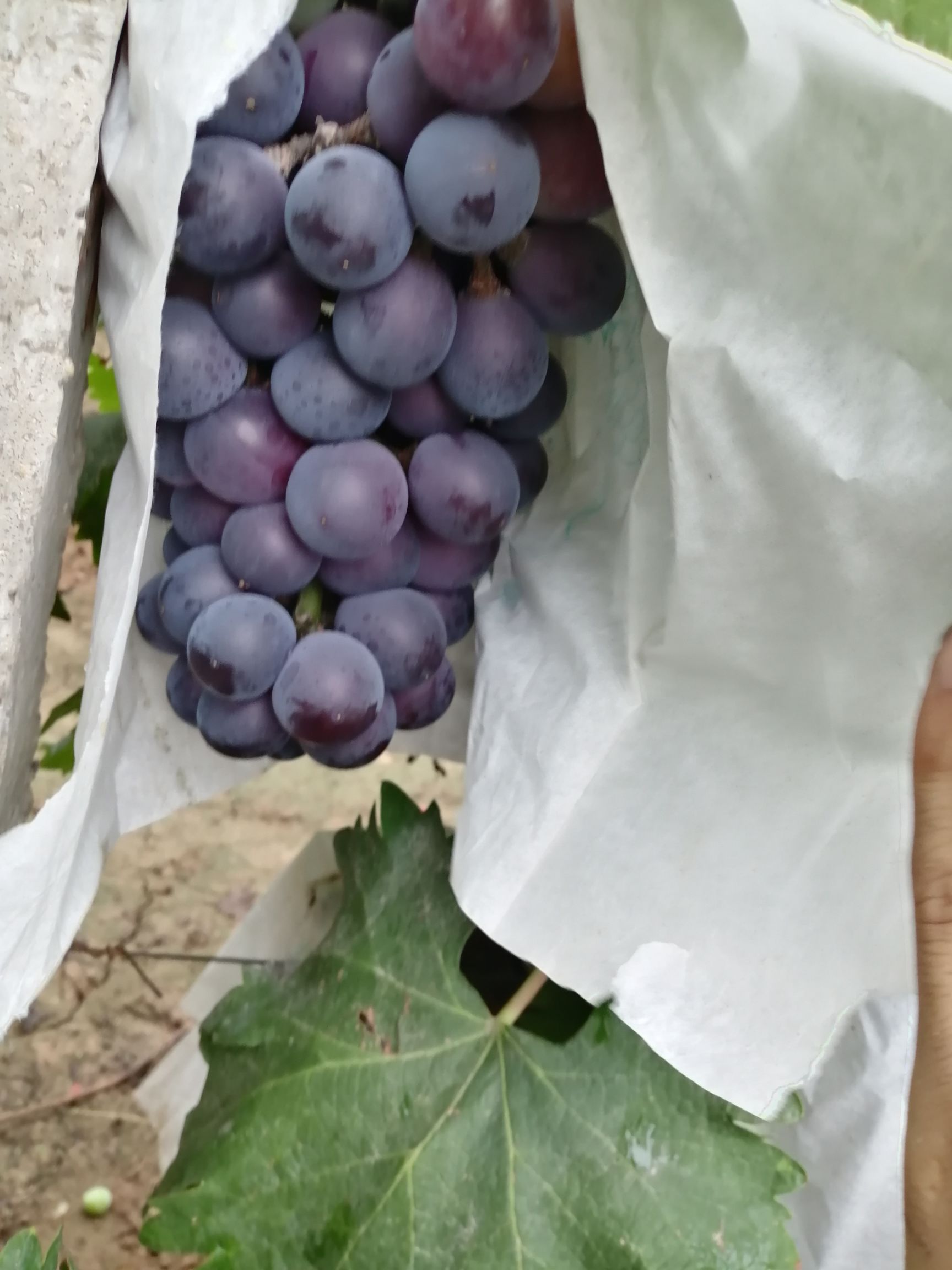  葡萄出售