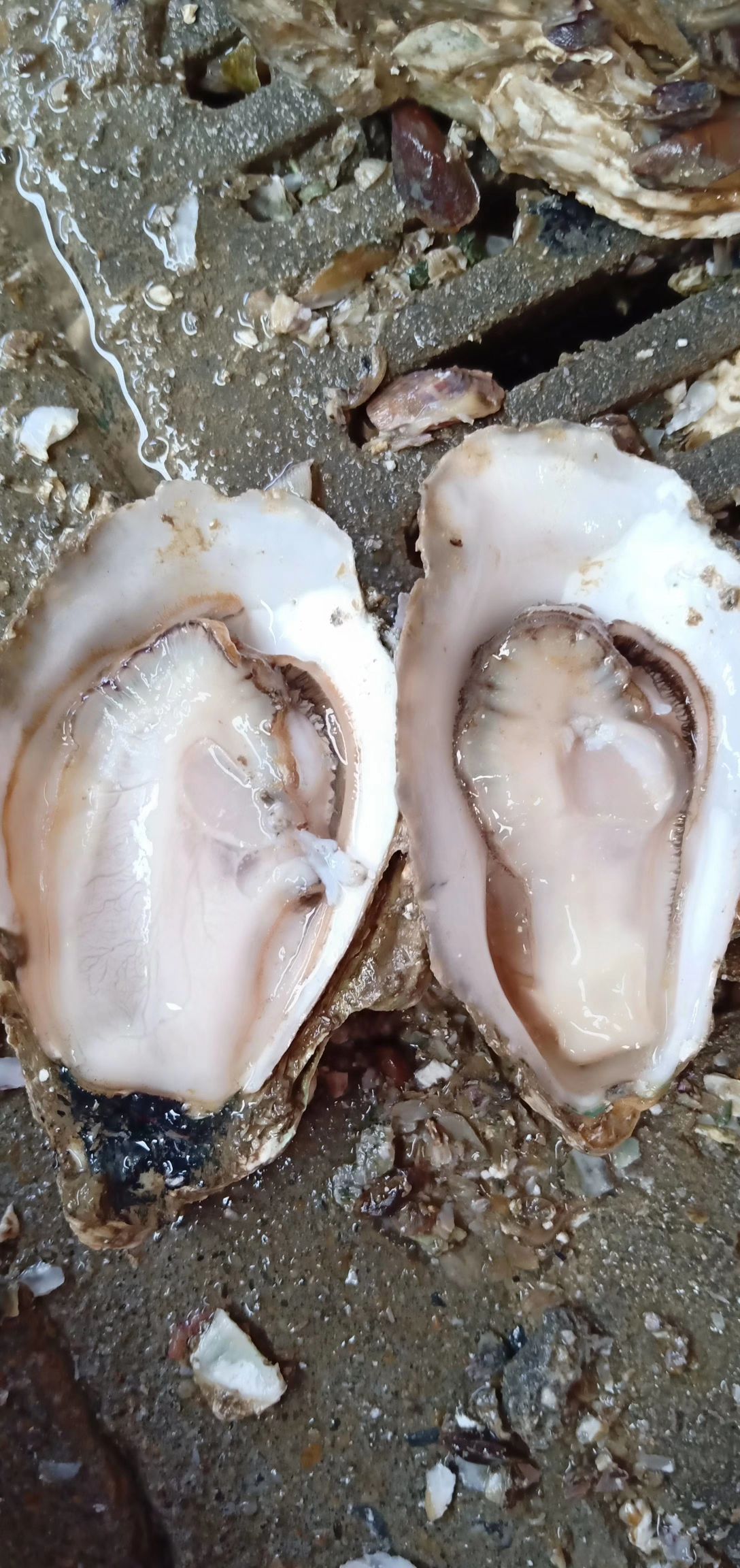  阳江生蚝批发，口感好，清甜美味。全国各地可以发货。欢迎订购