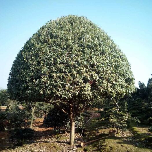 灌阳县 自家种的200棵桂花树急处理，价格可面谈