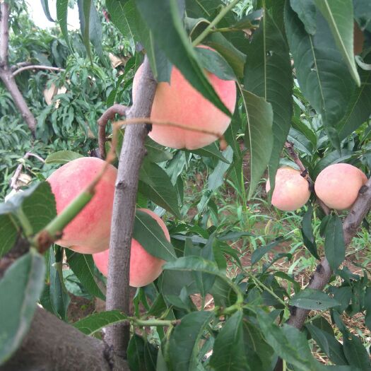 扶风县 金秋蜜桃，上市了，