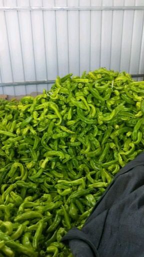 天镇县黄皮辣椒 中辣