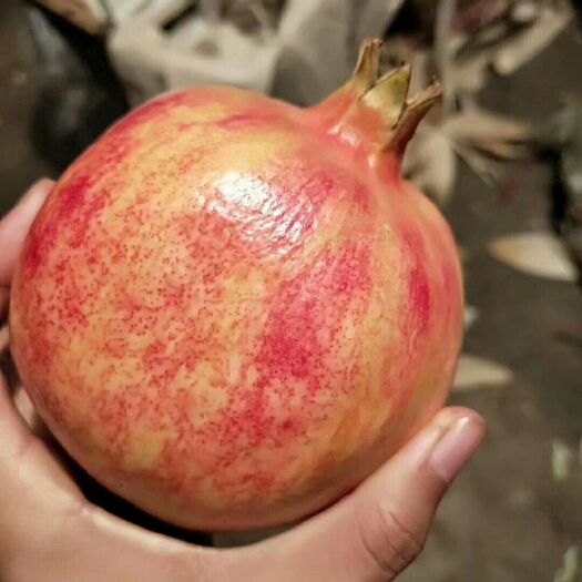 会东县 凉山软籽石榴