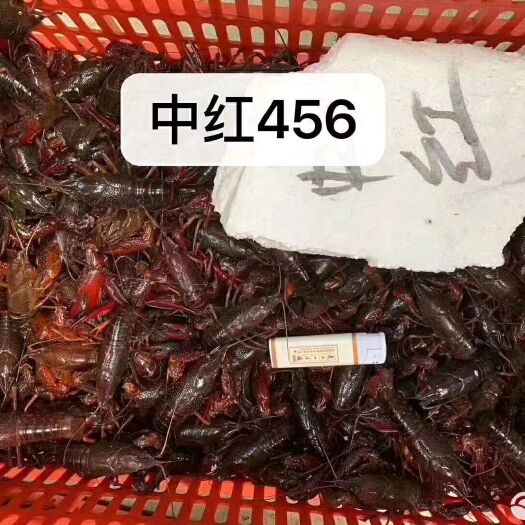 信阳 养殖小龙虾