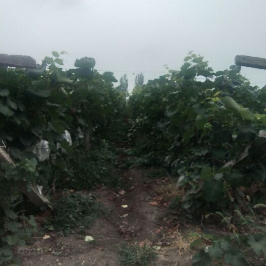 南阳夏黑葡萄 夏黑无公害，绿色食品