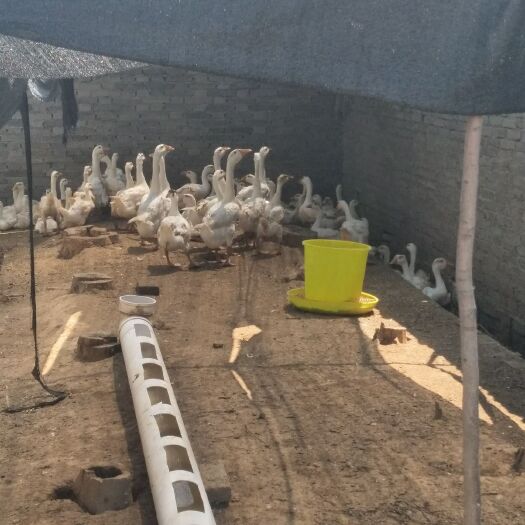 获嘉县大白鹅 6-8斤 统货 全散养