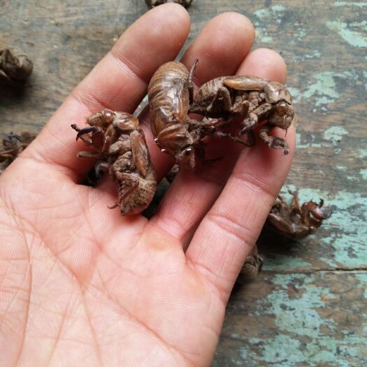芮城县蝉蜕 天然的