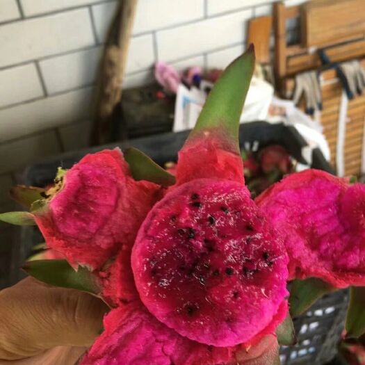 中山市 火龙果  批发  直销
