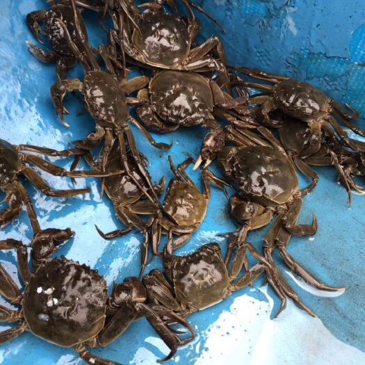 昆山市阳澄湖镇大闸蟹 阳澄湖镇大红膏蟹