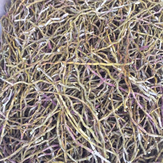 嘉兴 铁皮石斛粗芽条