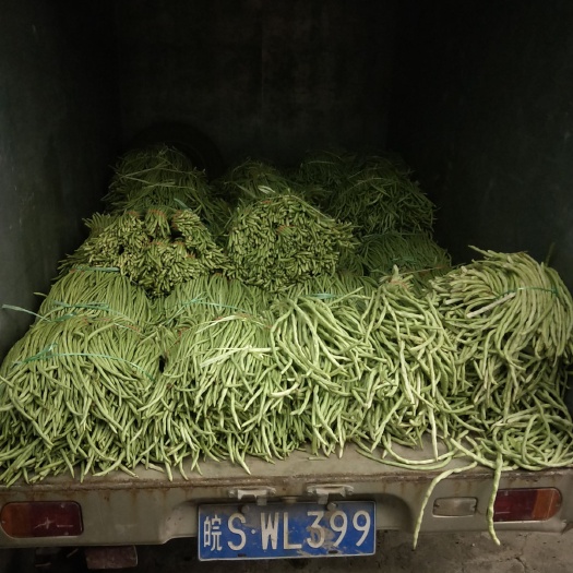 利辛县 玉米地套种无架豆角纯绿色不打除草剂