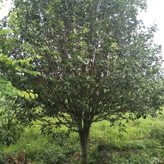 英德市四季桂 低价处理22分桂花一棵