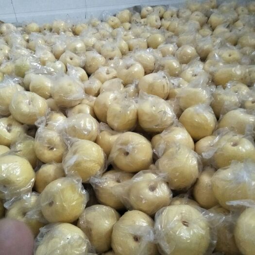 万荣县 酥梨预售