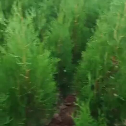 绛县圆枝侧柏 侧柏