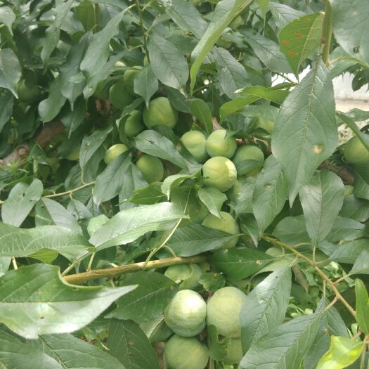 茂县青脆李 茂县青红脆李