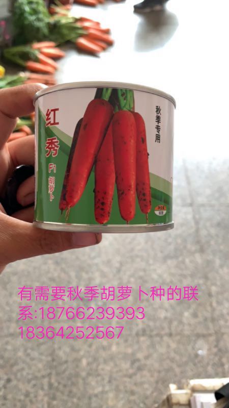 三红胡萝卜种子 秋季专用高端杂交胡萝卜种