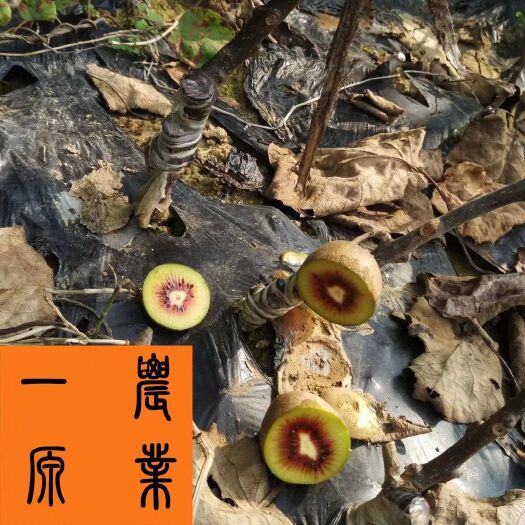 苍溪县 红心猕猴桃苗四川一源农业基地直发可技术指导
