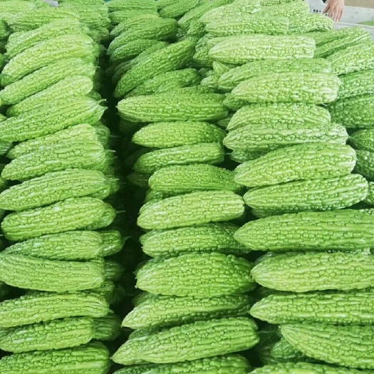建瓯市绿苦瓜 翠绿无虫眼肉厚品质口感佳
