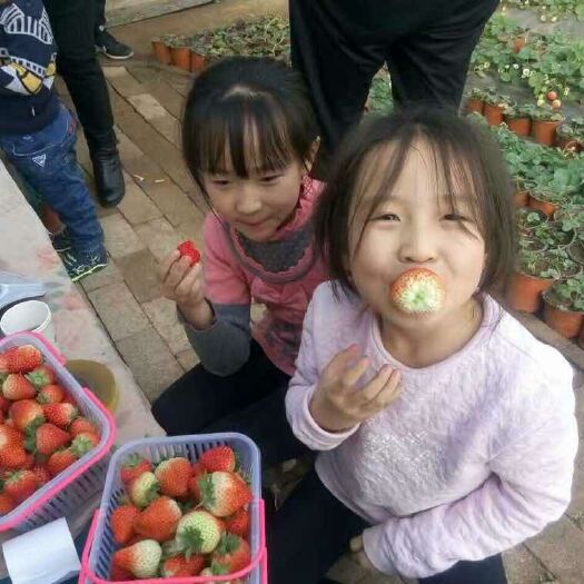 泰安 草莓苗 章姬草莓苗 红颜草莓苗 妙香草莓苗 法兰帝草莓苗