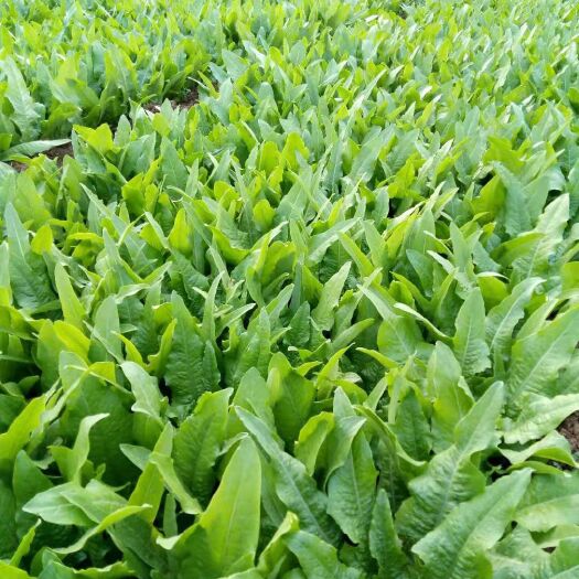 邯郸 油麦菜