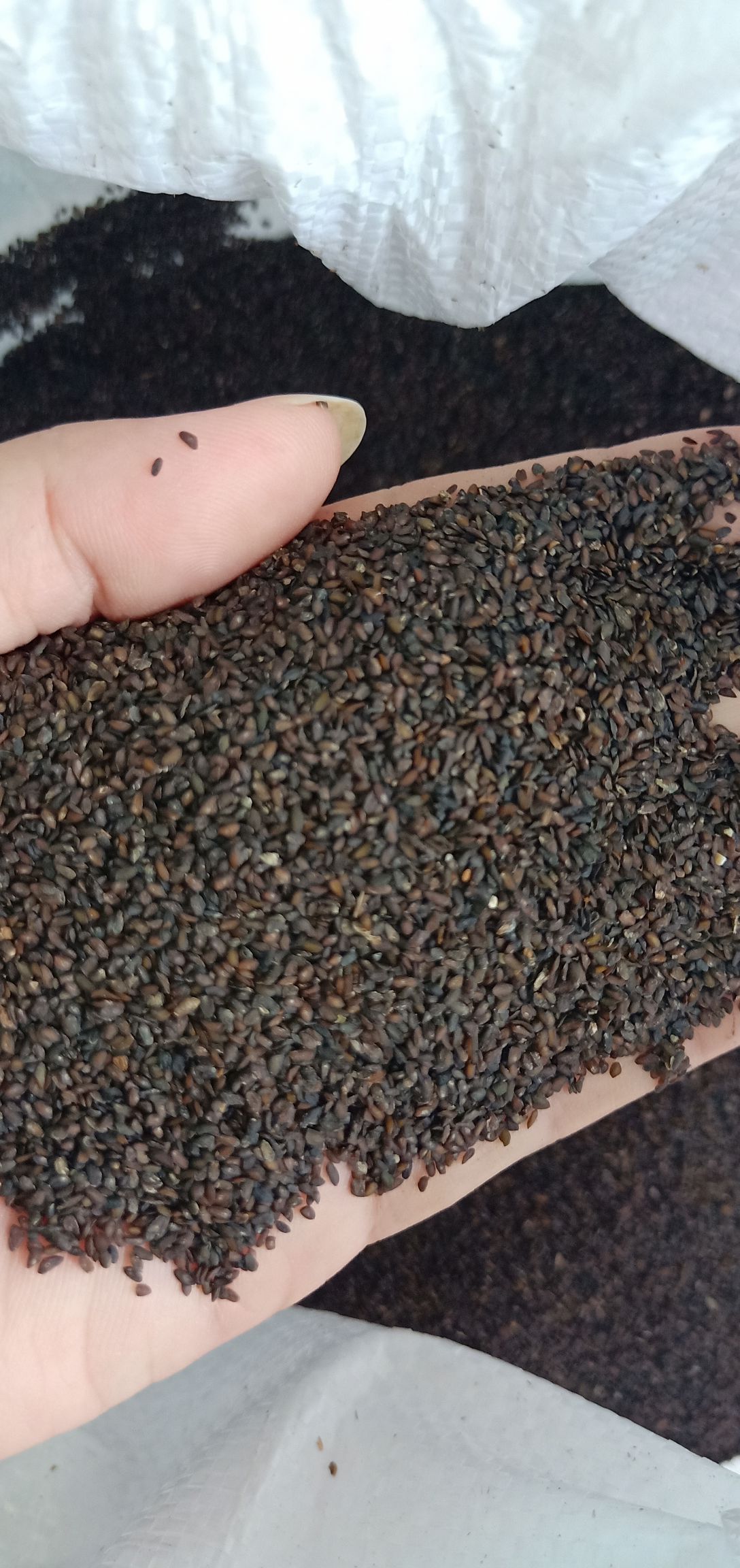 车前草种子  车钱草种籽，车前子，车前草籽