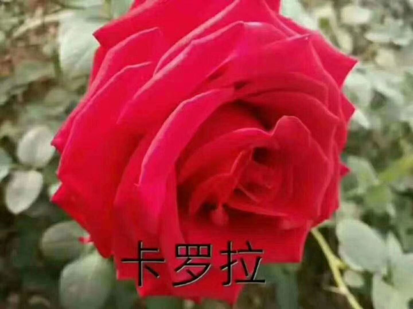 玫瑰切花  四季玫瑰苗，切花玫瑰苗