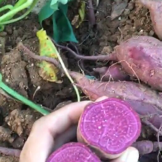 宜城市紫罗兰紫薯 有一万亩种植面积