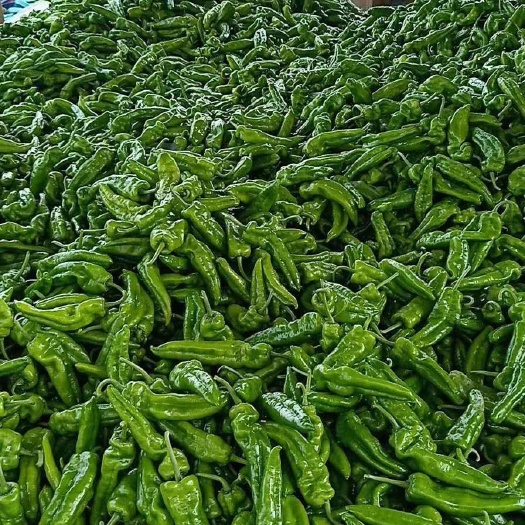 夏邑县 河南夏邑辣椒