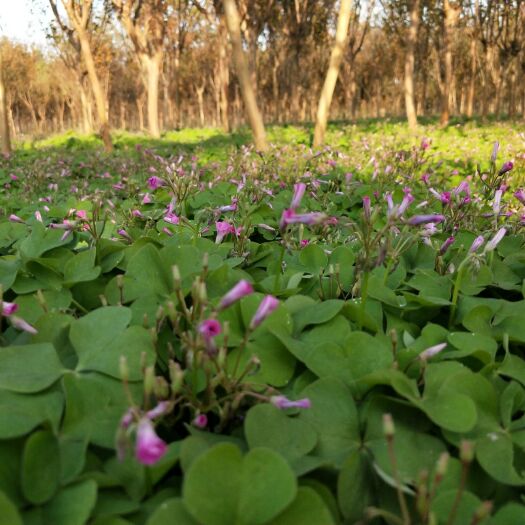 沭阳县 批发三叶草、红花草等宿根草花类植物