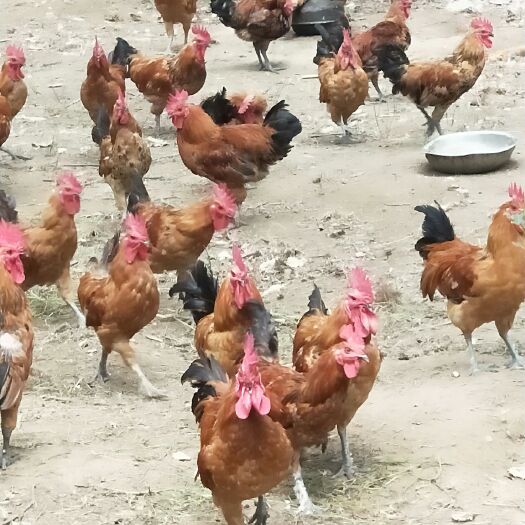 新泰市 散养五个月草鸡子