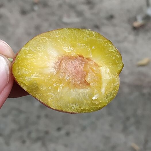 阿拉尔市法兰西梅 7月28照片，懂行的可长期合作，马仔请绕行，，，