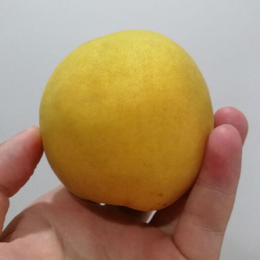 日照黄金冠黄桃 45mm以上 3 - 4两