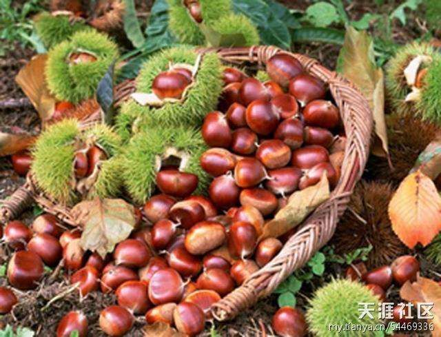 兴义市 野生板栗