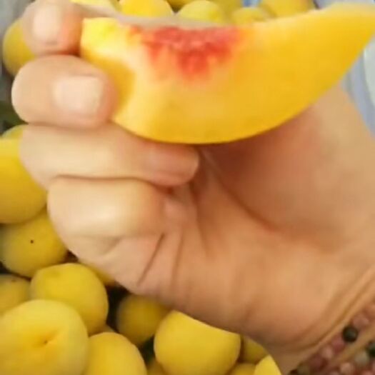 咸阳 黄桃，锦绣