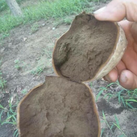 曹县马勃