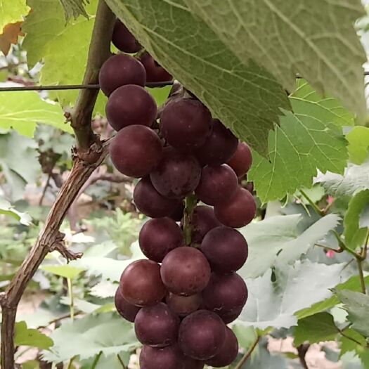 淮北巨峰葡萄 口感好，甜