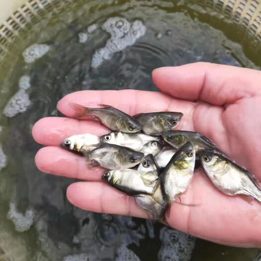 广州 缩骨大头鱼苗，仙骨鳙鱼苗，缩骨花鲢，汕骨大头