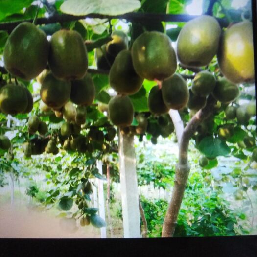 贵长猕猴桃 糖分在18左右无毛底部为一字型