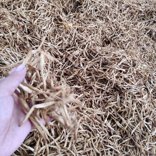 大荔县 黄花菜金针菜陕西大荔无硫熏