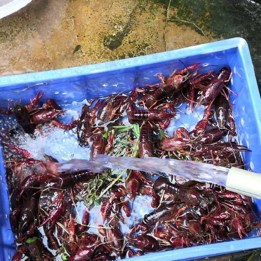 都江堰市 都江堰小龙虾