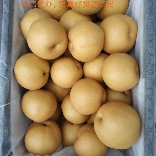 冠县新高梨