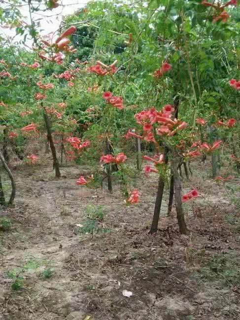 凌霄苗 凌霄花苗。花多，包栽活
