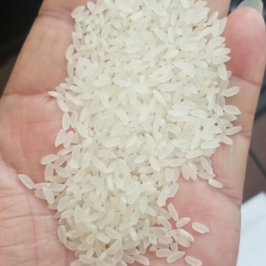 哈尔滨超级稻979 黑土地大米
